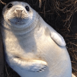 SCRATCHY SEAL SLOW BEAT